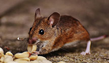 Find Exterminators in Izard County